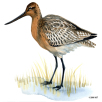 bartailed godwit, kobbersneppe, fugl, illustrationer, håndtegnede, håndtegnede illustrationer, bøger, magasiner, hjemmesider, artikler, illustration, illustrere, håndtegning, naturalistisk, naturtro, akvarel, præcision, 