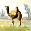 dromedar, camel, akvarel, watercolor, naturalistisk, desert, ørken, fødselsdagsgave, håndtegnede, håndtegnet, håndtegnede illustrationer, illustration, illustrationer, illustrere, tegning, skravering, tegner, håndtegning, skitse, karaktér, naturalistisk, naturtro, præcision, kreativ, 