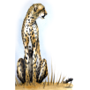 leopard, lepard, wildlife, africa, savanne, afrika, illustrationer, håndtegnede, håndtegnede illustrationer, bøger, magasiner, artikler, illustration, illustrere, håndtegning, naturalistisk, naturtro, akvarel, præcision, 