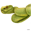 green pitviper, slange, skæl, hugorm, illustrationer, håndtegnede, håndtegnede illustrationer, bøger, magasiner, artikler, illustration, illustrere, håndtegning, naturalistisk, naturtro, akvarel, præcision, 