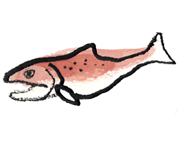 laks, salmon, fisk, fisk, food, mad, artikler, årsrapport, illustration, illustrere, tegning, illustrator, håndtegning, digital, skitse, logo, vector, vektor, naturalistisk, naturtro, vignet, vignetter, præcision,