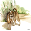 los, lynx, tufted ears, wildlife, illustrationer, håndtegnede, håndtegnede illustrationer, bøger, magasiner, artikler, illustration, illustrere, håndtegning, naturalistisk, naturtro, akvarel, præcision, 